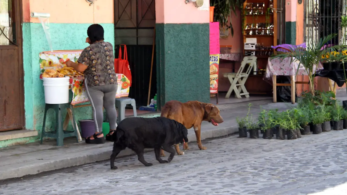 JE040420232725Xico-Aspectos perros